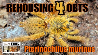 Rehousing FOUR OBTs ft. the Amazing P.  murinus