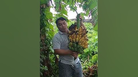 CHUỐI CHÍN CÂY #shorts #chuoichincay #chuoichin