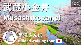 【4K実況街ブラ】武蔵小金井さんぽ。シティクロス、野川と武蔵野公園の桜、はけの道、坂道スポットめぐり Walking around Musashikoganei Station