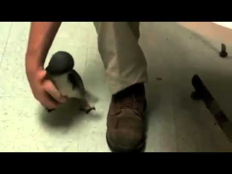 რა მოხდება თუ პინგვინს გაუღიტინებთ