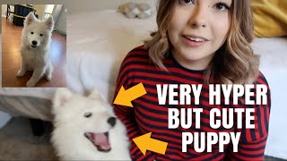 Meet My Samoyed Puppy! | Finally Introducing Alaska!