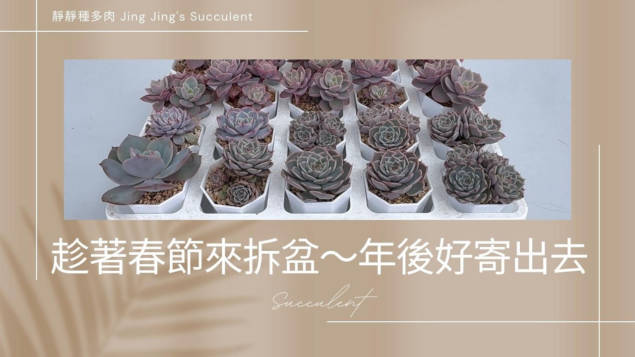 【靜靜種多肉】趁著春節放假來拆盆🤭🤭～～年後好寄出去🥰🥰～～