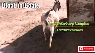 Bloat in Animal by 4pi veterinary clinic..... by Ghulam Abbas 70 views 4 years ago 2 minutes, 41 seconds