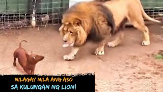 Nilagay nila ang Aso sa Loob ng kulungan ng Lion | Ikakagulat mo ang Nangyari