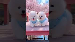Bestie Pool Day! Two Fluffy Puppies in Splashing Fun #puppies #poolday #cute