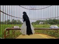 Hót Đấu Kích Trống Căng Lửa || Luyện Giọng Chòe Than || Kacer