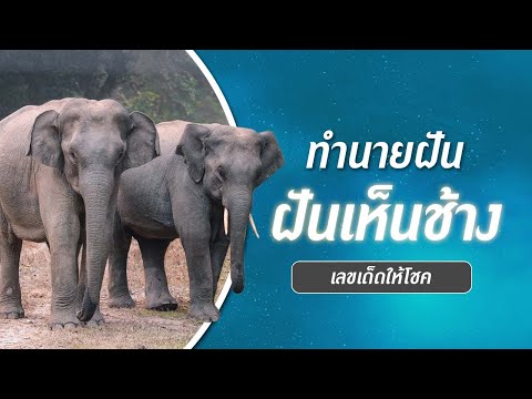 วีดีโอ: ฝันเห็นช้างหมายความว่าอย่างไร?
