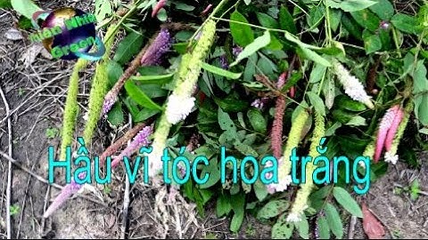 Bất ngờ gặp cây Hầu Vĩ tóc hoa trắng, uraria @ThienNhienGREEN
