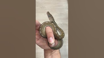 This is my female Marble Platinum Tiger Anery Super Dwarf Retic I produced this year. 🐍🍑🔥