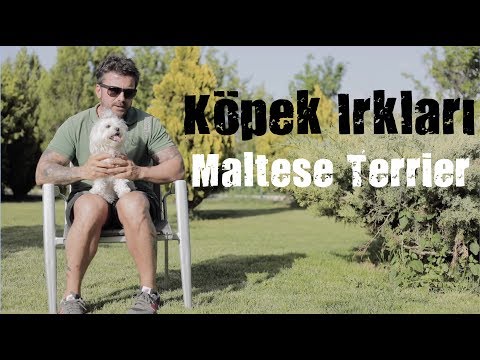 Köpek Irkları -  Maltese Terrier
