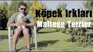 Köpek Irkları - Maltese Terrier
