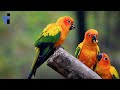 77 Beautiful Parrot Videos That Will Brighten Your Day