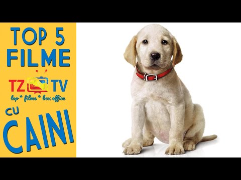 Video: 6 Filme Despre Câini