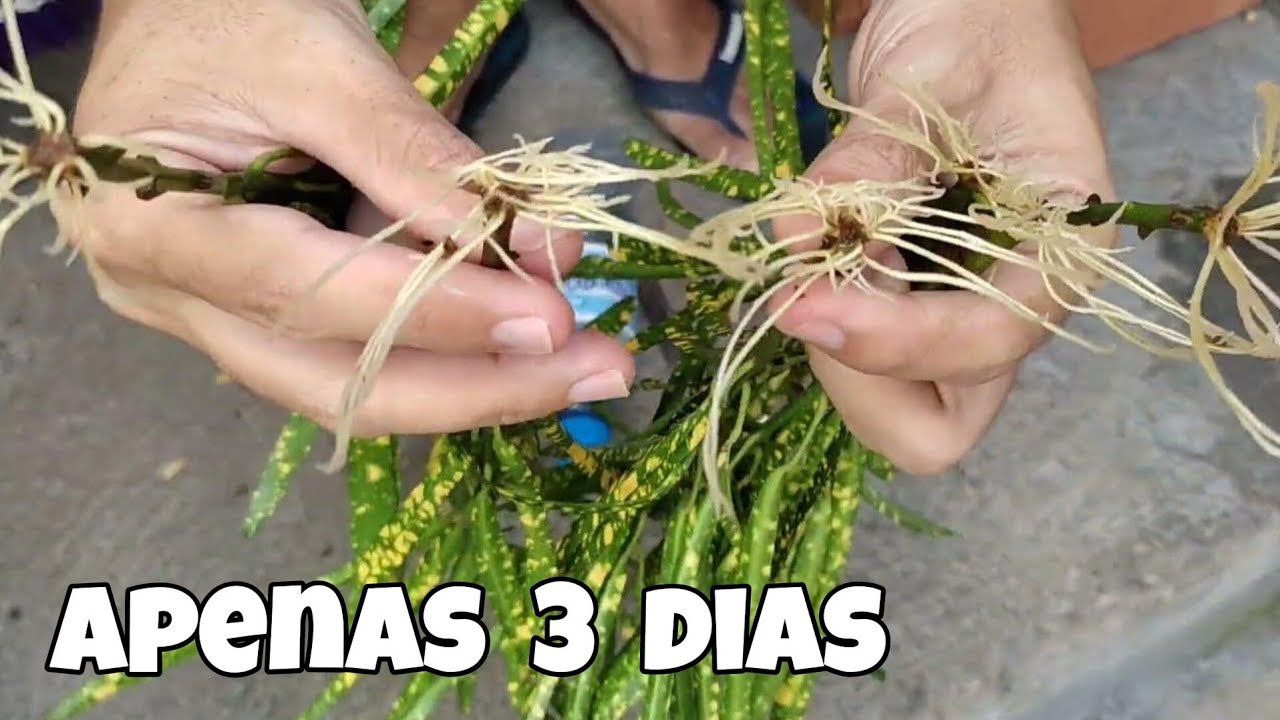 Como enraizar Croton (pingo de ouro) em 3 dias