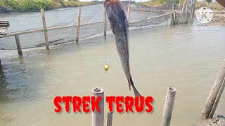 Mancing ikan mujaer umpan udang kupas.