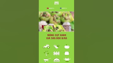 MĂNG CỤT XANH GIÁ 500.000 Đ/KG | VTC16