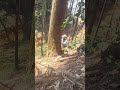 Felling a cedar #fellingatree