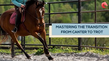 Mastering the Transition from Canter to Trot