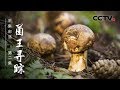 《采集部落》第二集 菌王寻踪 | CCTV纪录