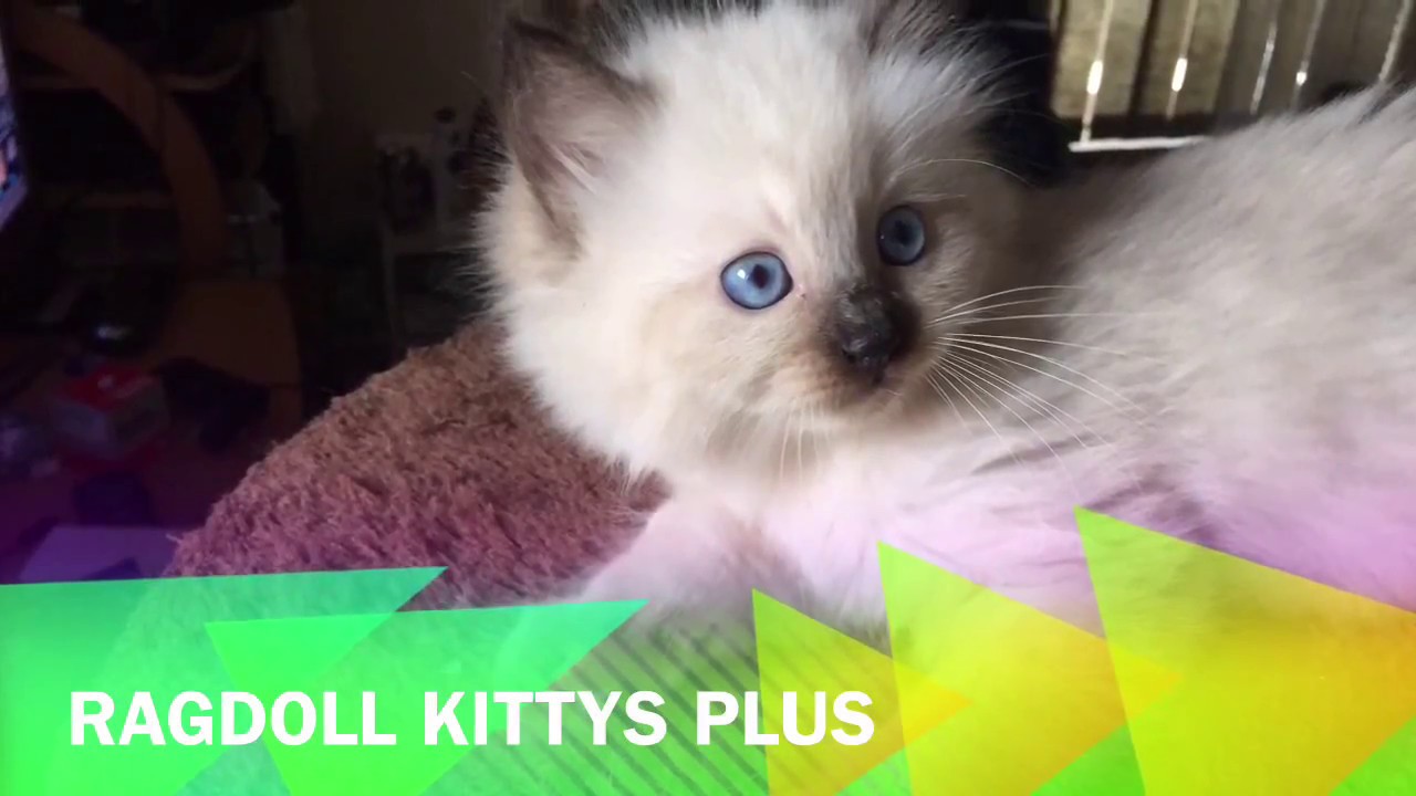 #ragdollkittysplus - YouTube