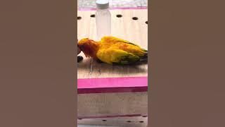 Cara mengawetkan Burung Tanpa Bedah (wa obat 085730280785) 