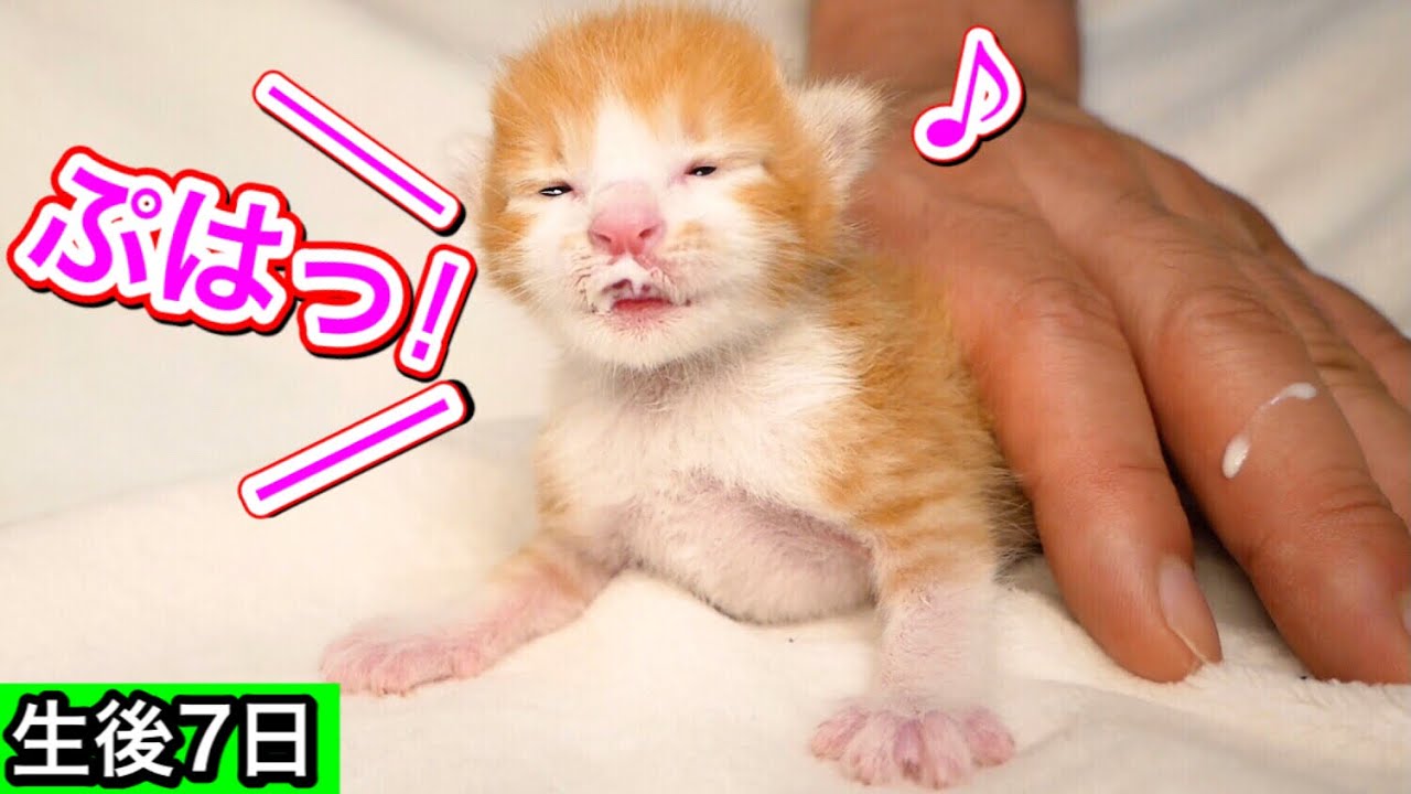 生後７日の子猫がミルクを凄い勢いで飲んでゲップ連発【保護猫】