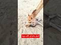 الجمل ينظر إلى الكلب بريبة جمل الولادة ناقة صحراوي الکلب 