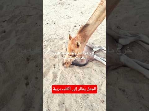 الجمل ينظر إلى الكلب بريبة جمل الولادة ناقة صحراوي الکلب
