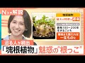 「塊根植物」にハマる人が続出 “根っこ”が主役?最長200年生きる“唯一無二”の魅力とは【Nスタ解説】|TBS NEWS DIG