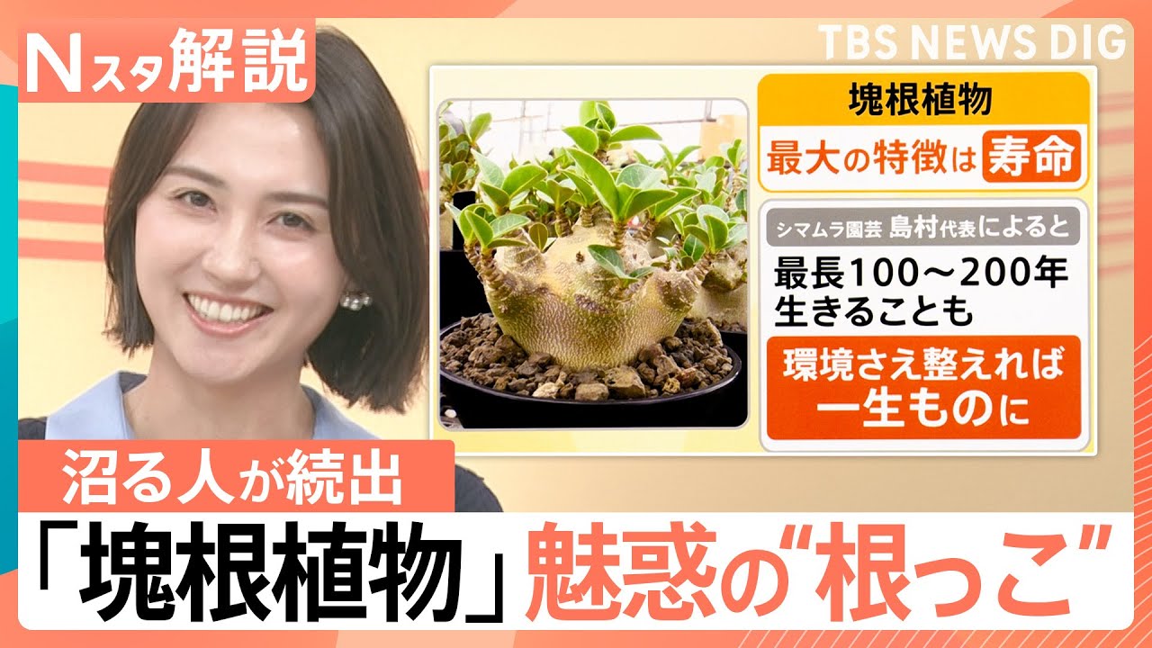 t*n様 ☘️4年間管理株☘️超レア☘️⭐️原生地採取⭐️torquatus/m Caudiciform plants