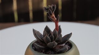 Echeveria “Black Prince”
