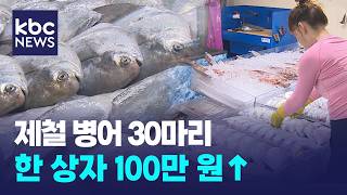 제철 병어 100만원 넘었다...금병어로 불려요 / KBC뉴스