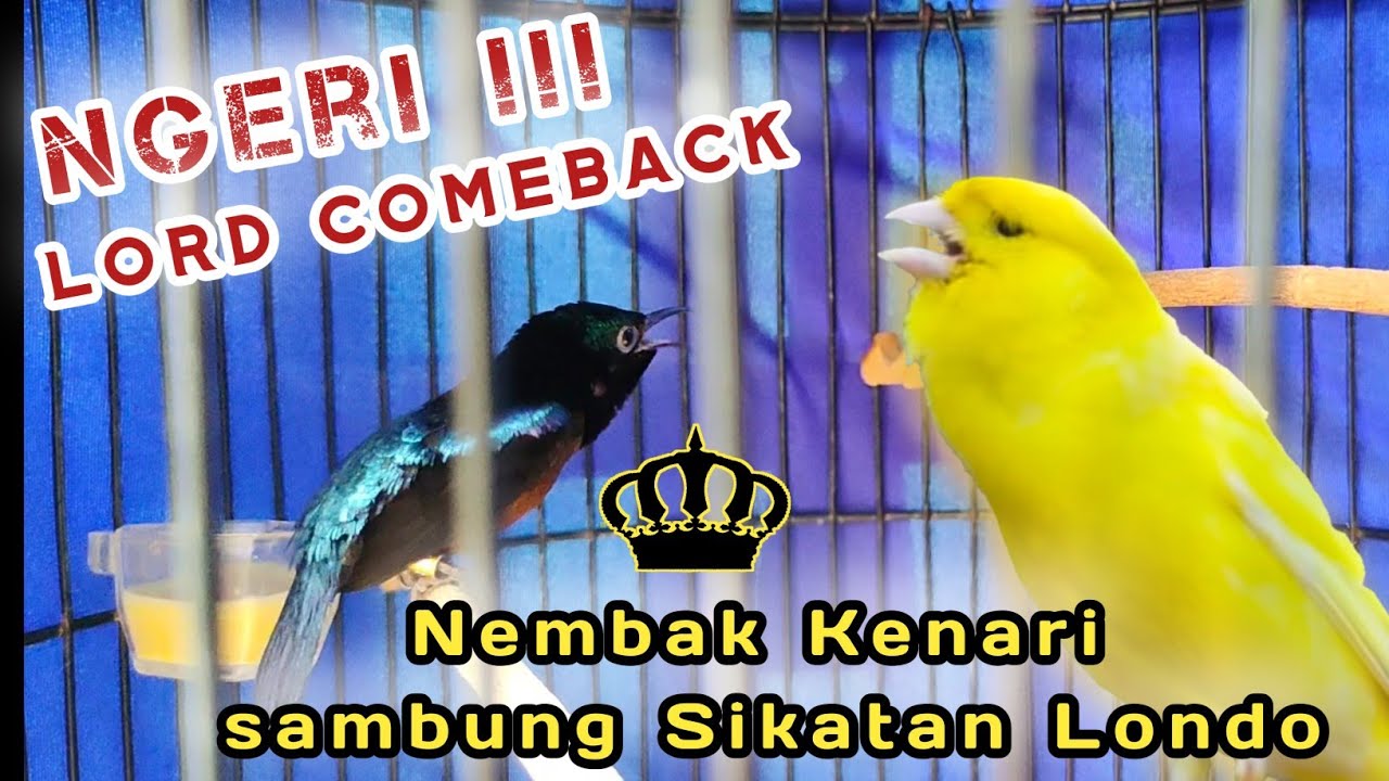 VIRAL‼️KONIN NEMBAK KENARI PANJANG || KONIN NEMBAK SIKATAN LONDO🔥 #konin #masteranburung #kicaumania