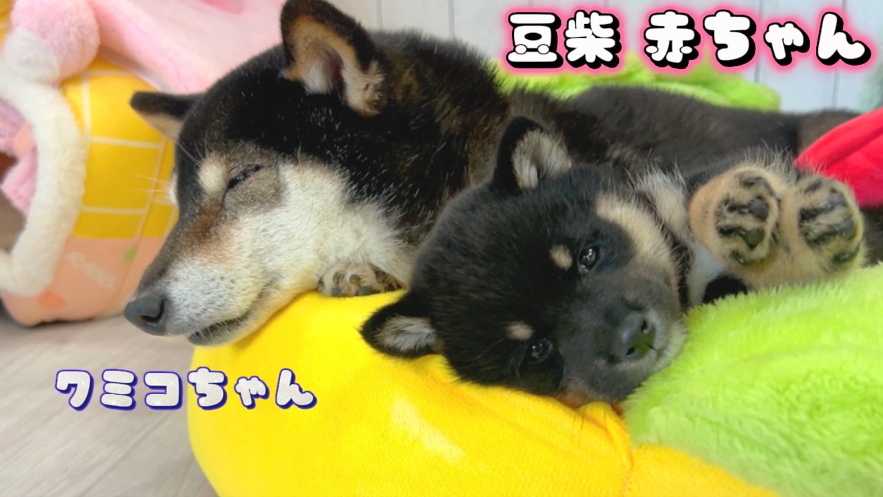 ☆*:.。. milkcocoa.。.:*☆ベビー柴犬ちゃん☆ハンドメイド☆ 豆柴犬】超癒しの寝姿…お姫とクミコおばあちゃんの貴重な2ショット
