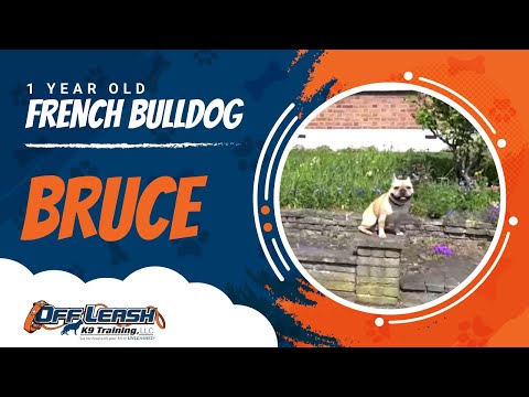 most-amazing-french-bulldog!-private-training-seminar-in-london!-4-days-of-training!