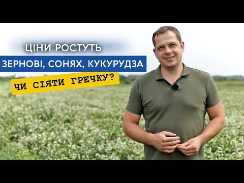 Чому пшениця в