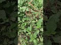 Salnum Makoye Ka Botanical Name Makoye Ke Fayde 