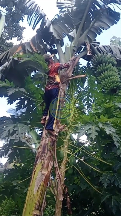 Memanjat pohon pisang