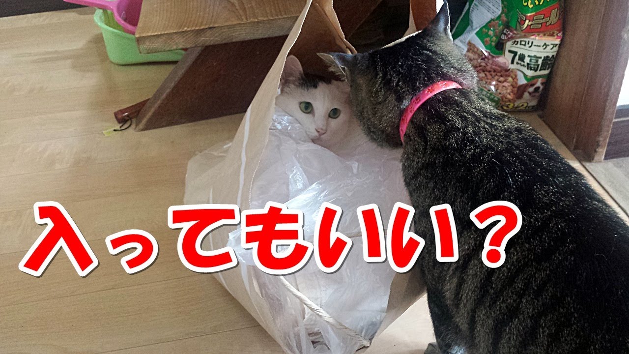 猫が大好きな紙袋 - YouTube