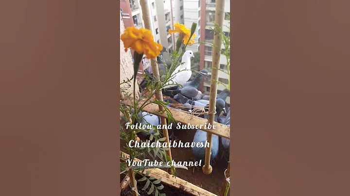 White Dove - A global symbol of Peace#shorts