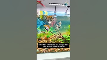 Hộp chìm 2 lớp cho cá ăn được cả loại thức ăn nổi và thức ăn chìm - sạch nước và tiết kiệm #shorts