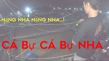 đi câu cá dứa sông bằng mồi câu siêu nhạy cá,dính luôn tôm càng xanh || Câu Cá Sinh Tồn#MT Fishing