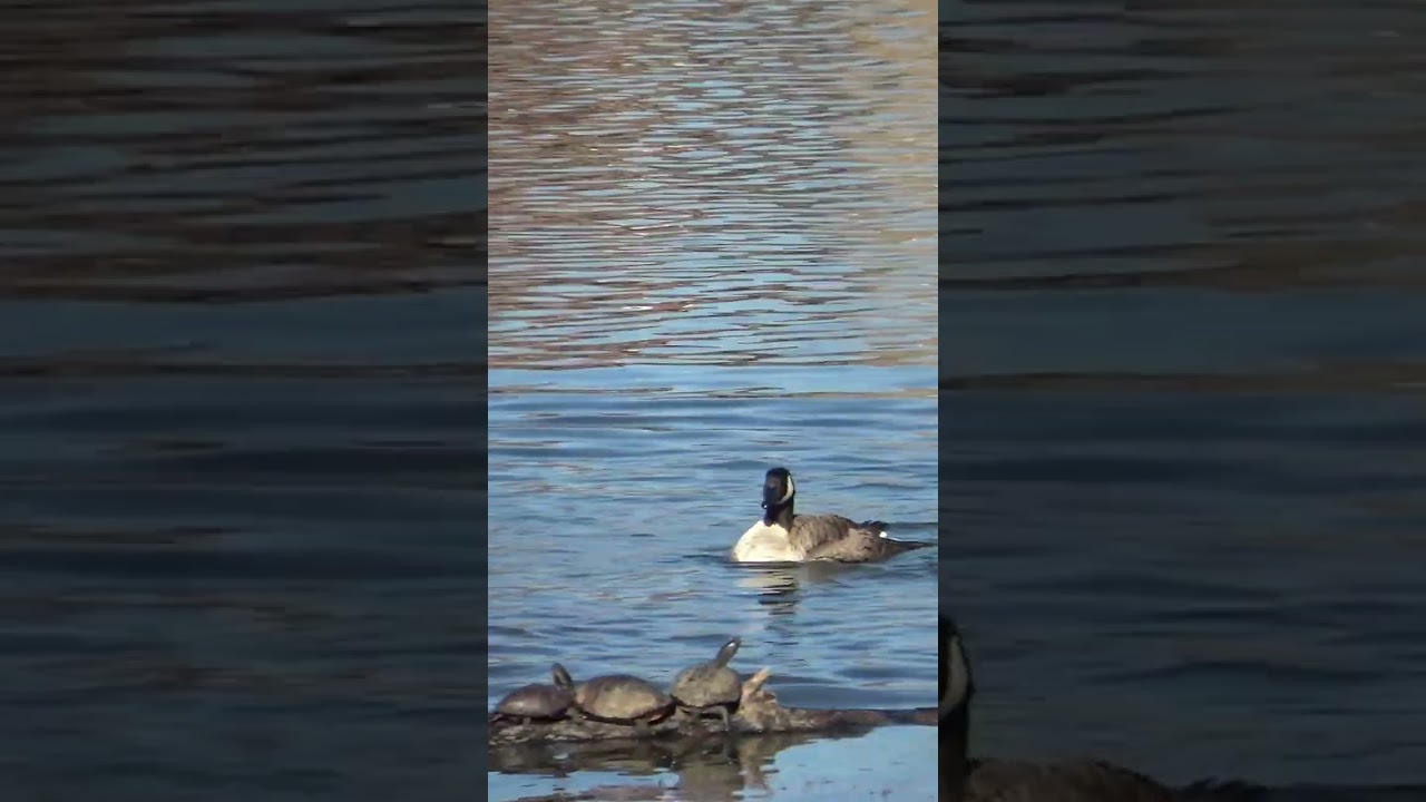 Canadian Geese & Sunbathing Turtles at the Lake I North American Wild Birds I Water Fowls 