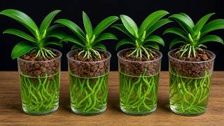 Few people know that you can revive a dying orchid plant super quickly this way.