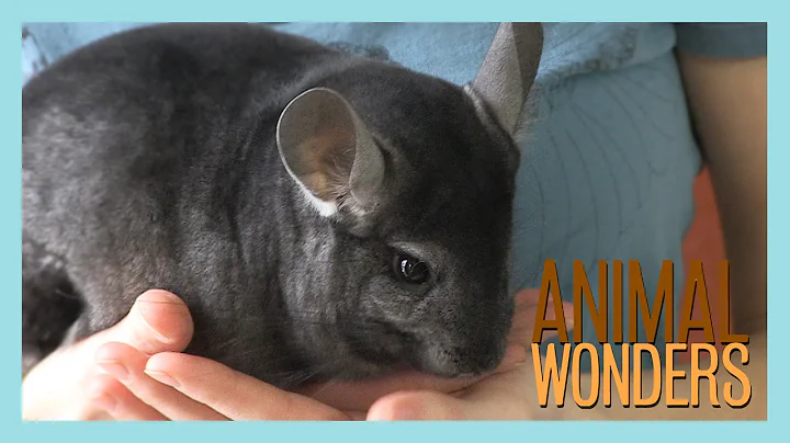 Chinchillas! What, Where, and How