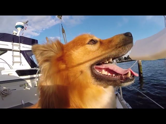 Sail Life - Jökull aboard Obelix (dog aboard sailboat)
