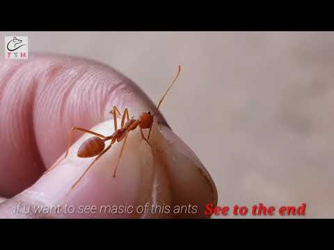 Video: Ant Genome Qhia Txog Hardy Pest's Survival Secrets