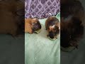 Морские свинки. Огурец - любимое лакомство