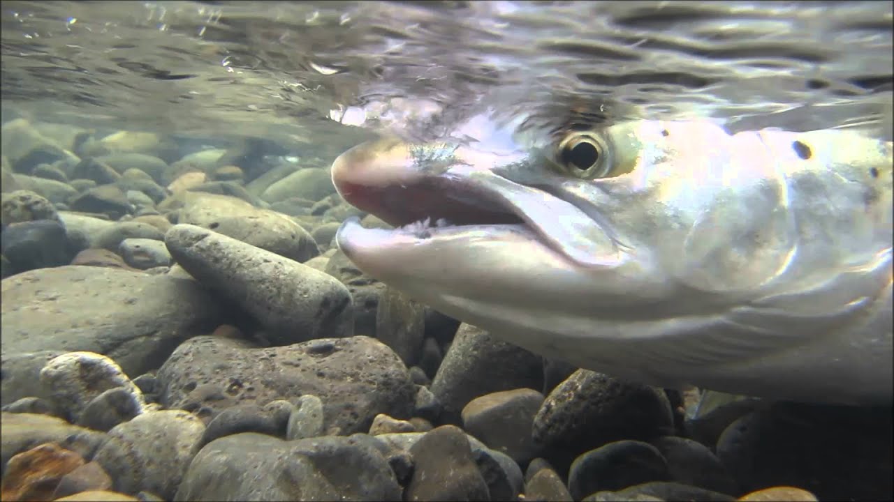 Midfjardara Salmon Party - YouTube