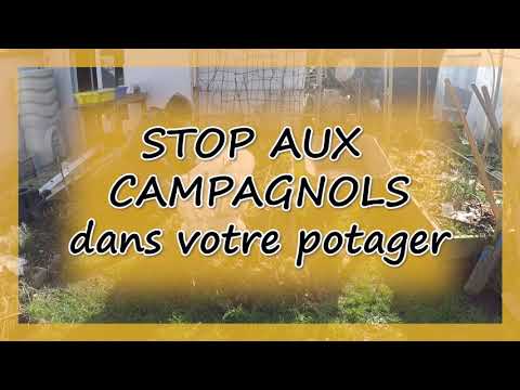 Vidéo: Rats dans un jardin urbain : informations sur le jardinage urbain et les rats